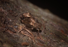 Cotylana angustifrons