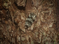 Barea eucapnodes