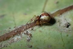 Anelosimus crassipes