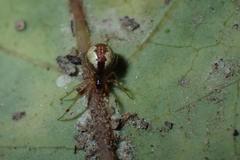 Anelosimus crassipes