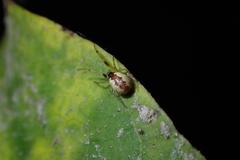 Anelosimus crassipes
