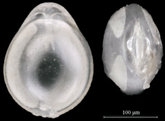 Fissurina