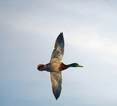Anas platyrhynchos