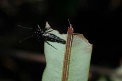 Cyclosa nigra