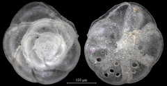 Buccella inusitata