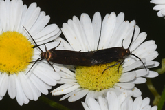 Scythris fuscicomella