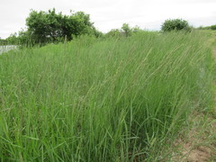 Leymus chinensis