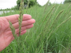 Leymus chinensis