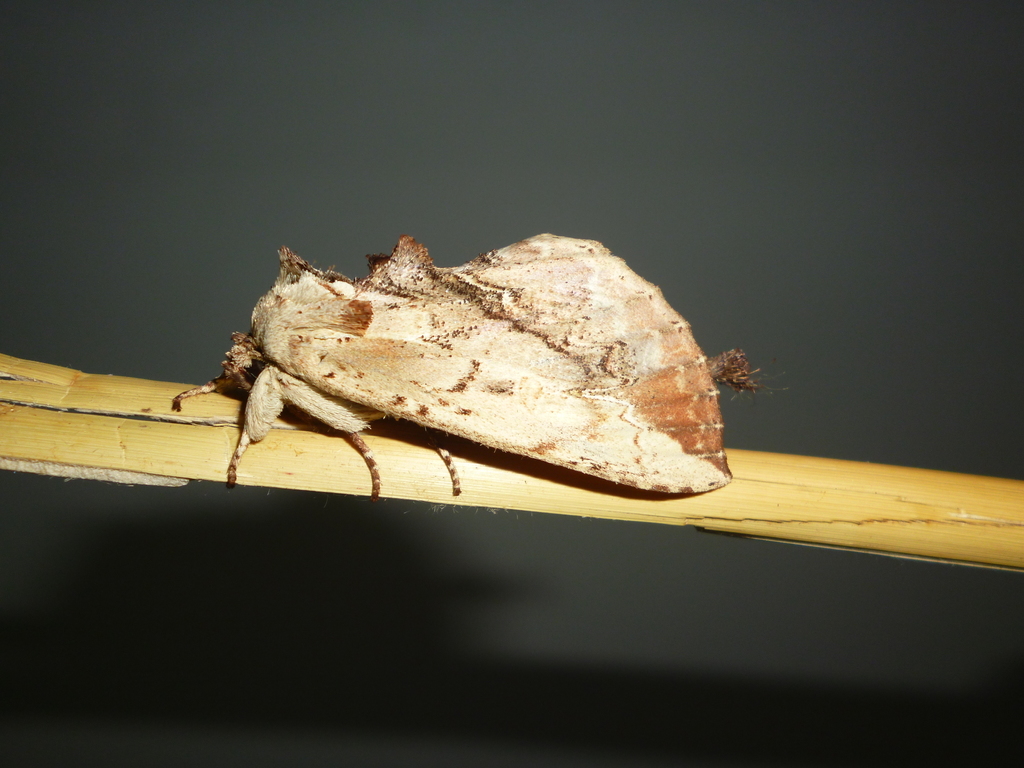 Prepana pallescens