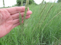 Leymus chinensis