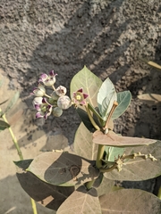 Calotropis procera