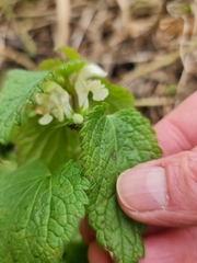 Lamium album