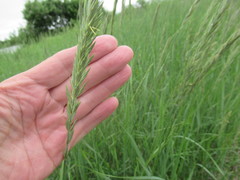 Leymus chinensis