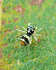 Phintella vittata