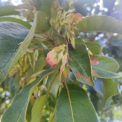 Terminalia stenostachya