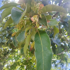 Terminalia stenostachya