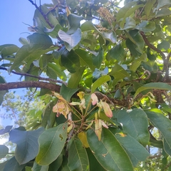 Terminalia stenostachya