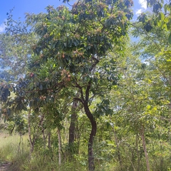 Terminalia stenostachya