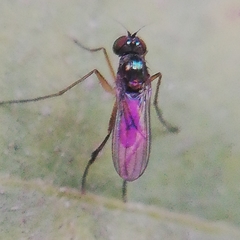 Diptera