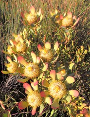 Leucadendron