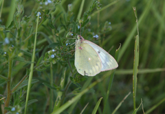Colias heos