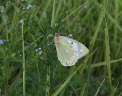 Colias heos