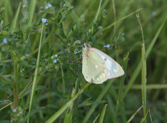 Colias heos