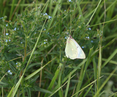 Colias heos