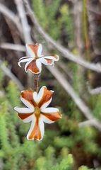 Jamesbrittenia albomarginata
