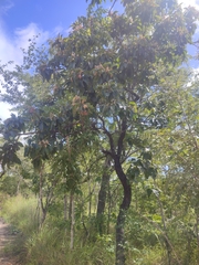 Terminalia stenostachya