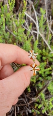 Jamesbrittenia albomarginata