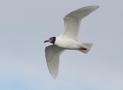 Ichthyaetus melanocephalus