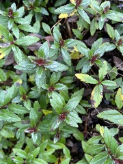 Veronica catarractae