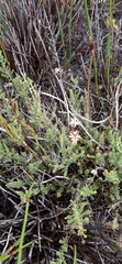 Jamesbrittenia albomarginata