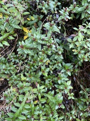 Veronica catarractae
