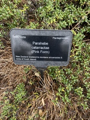 Veronica catarractae