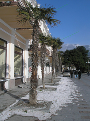 Trachycarpus fortunei