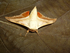 Gonogramma lemoulti