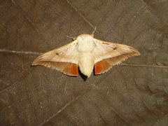 Gonogramma lemoulti
