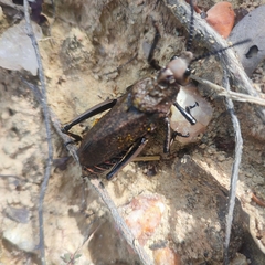 Dictyophorus griseus