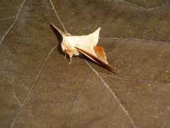 Gonogramma lemoulti