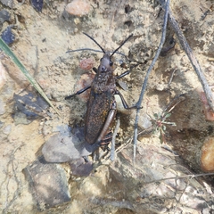 Dictyophorus griseus
