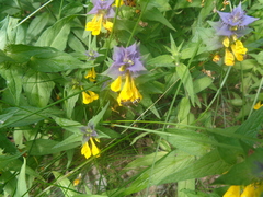 Ancistrocerus scoticus