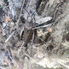 Dictyophorus griseus