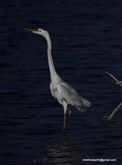 Ardea cinerea