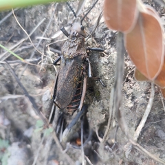 Dictyophorus griseus