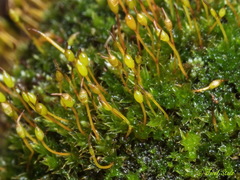 Tortula lindbergii