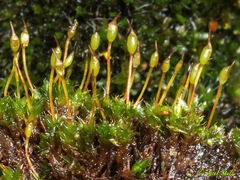 Tortula lindbergii
