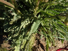 Senecio erosus