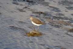 Tringa ochropus
